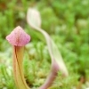 Sarracenia minor 'Okefenokee Giant' -- Kleine Schlauchpflanze